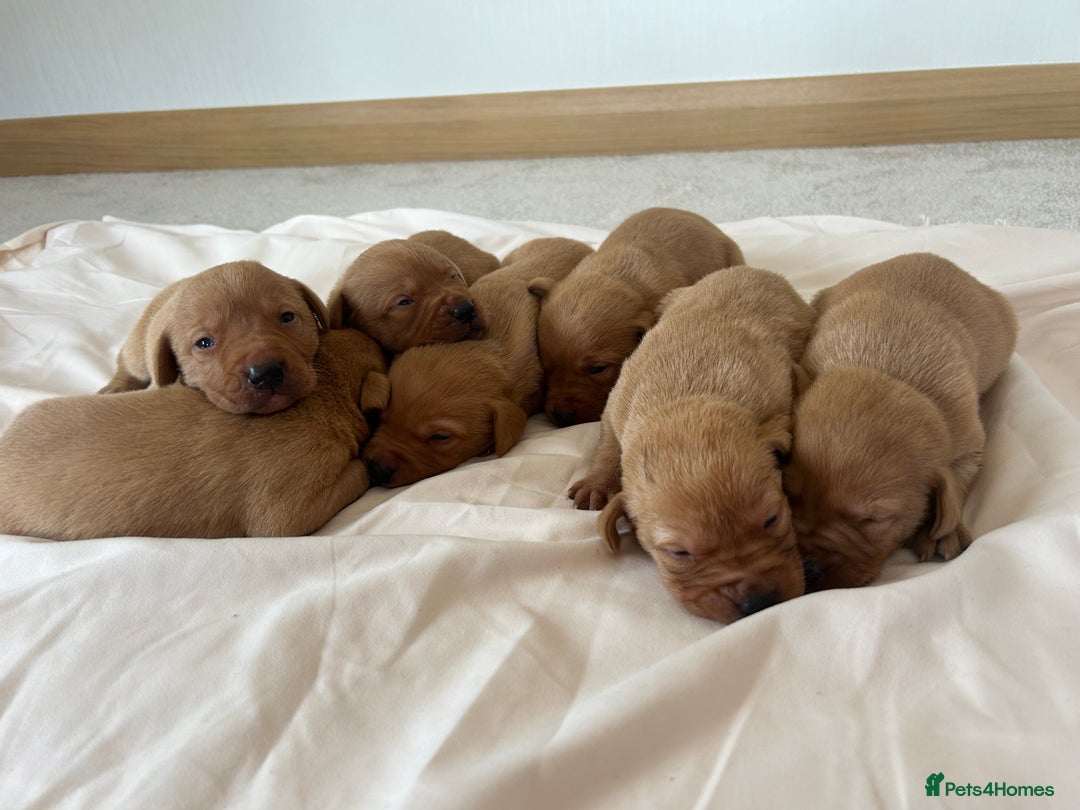 Labrador Retriever dogs for sale: Fox red Labrador puppies - Image 3