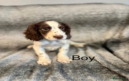 Cocker Spaniel dogs for sale: Cocker Spaniels Ready Now, Fully Vaccinated - Image 5