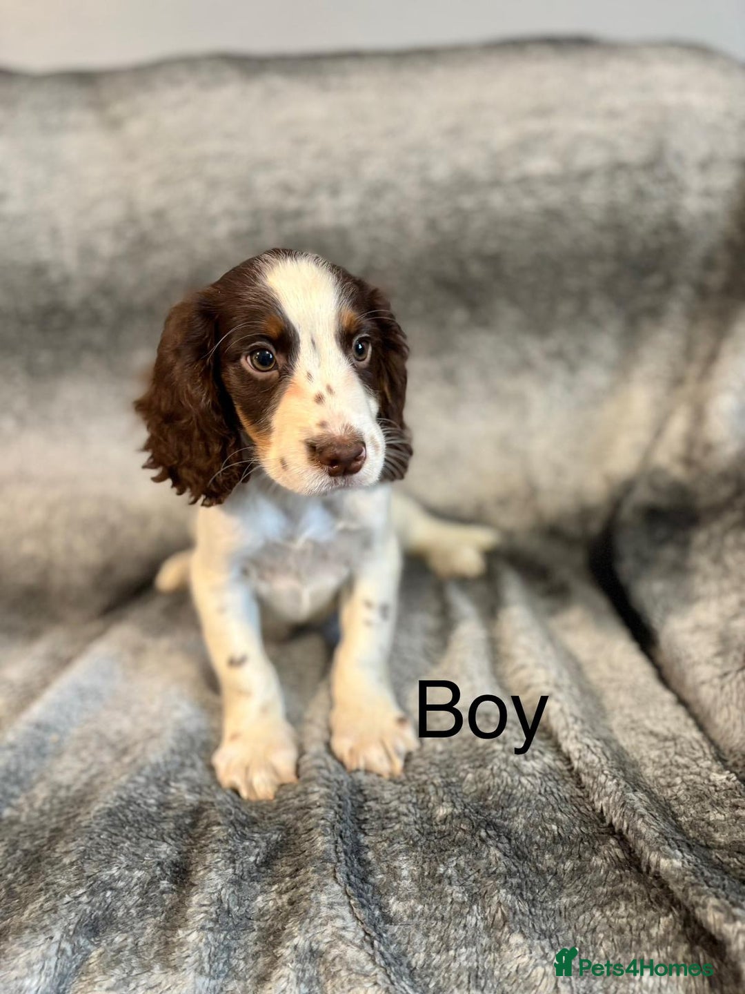 Cocker Spaniel dogs for sale: Cocker Spaniels Ready Now, Fully Vaccinated - Image 5