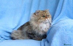 Persian cats for sale: Golden Persian female cat - Image 4