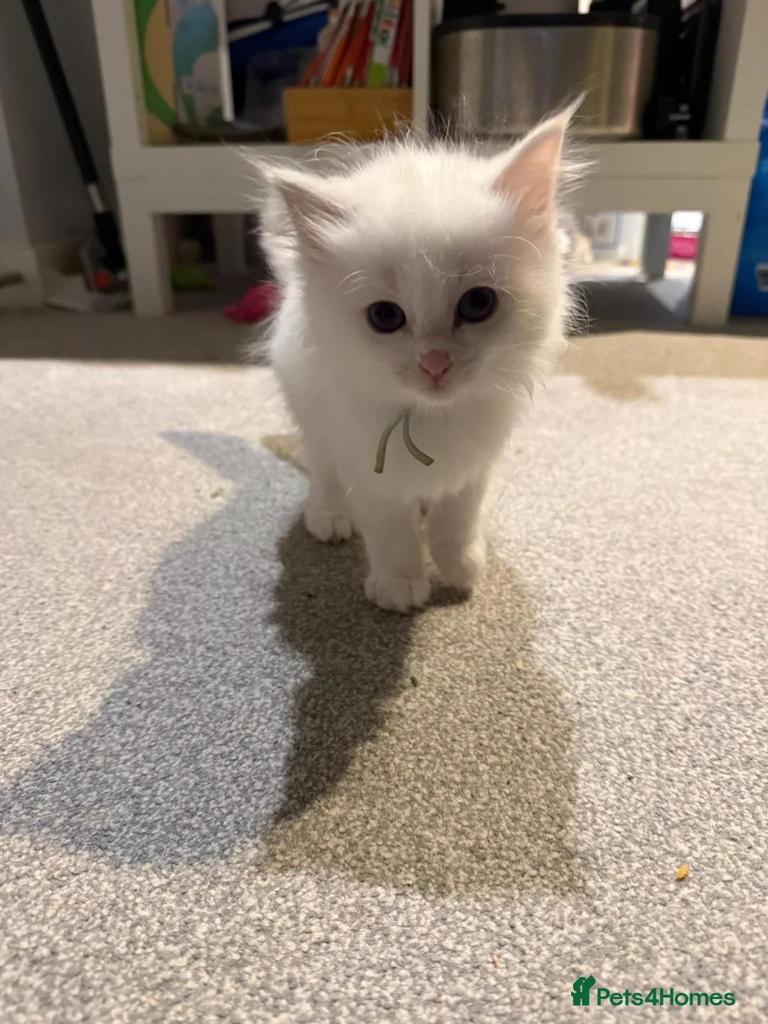 Ragdoll cats for sale: 5 ragdoll kittens for sale  - Advert 4