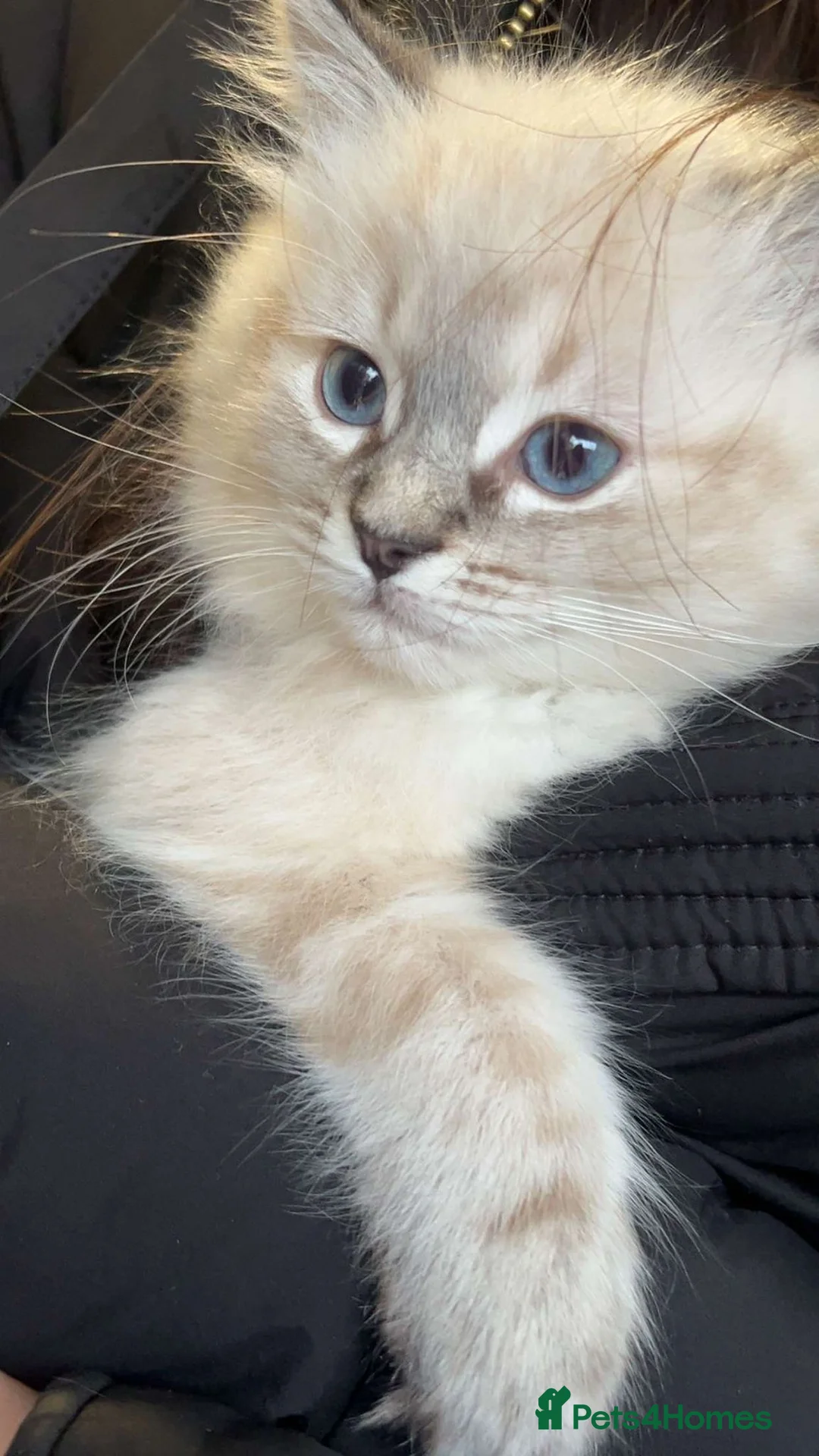 Ragdoll cats for sale: Ragdoll female kitten for sale  in Oldham - Advert 2