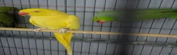 Ringnecks birds for sale: Ringneck Breeding Pair Available | DNA Tested  in Welshpool - Advert 5