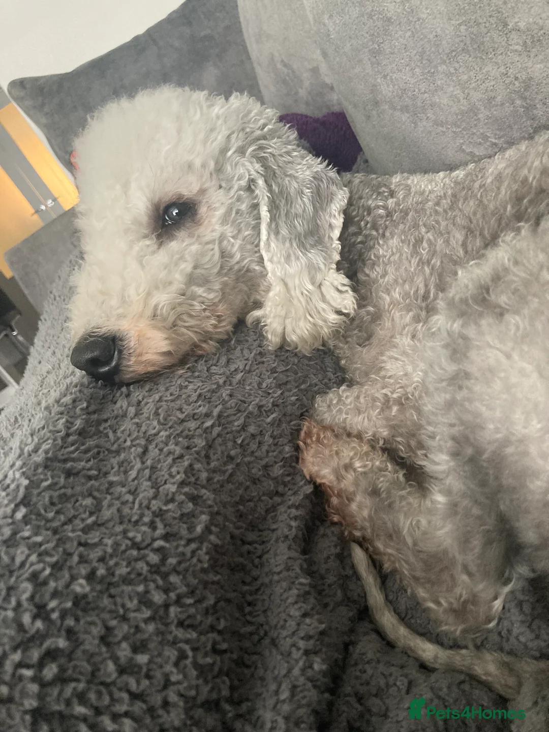 Bedlington Terrier dogs for stud: KC Registered Bedlington Terrier Stud in Ferryhill - Advert 13