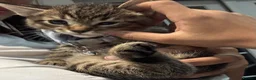 Mixed Breed cats for sale: 5 beautiful tabby kittens  - Advert 16