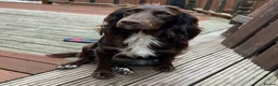 Cocker Spaniel dogs for sale: Working cocker spaniel puppies in Houghton le Spring - Advert 2