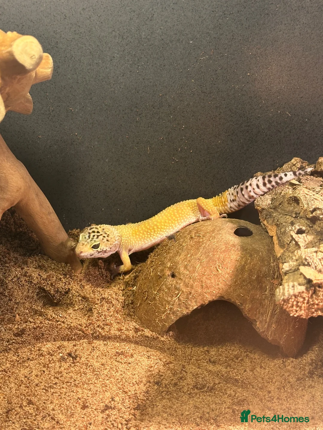 Leopard Gecko reptiles for sale: Female leopard gecko + viv in Warwick - Advert 1