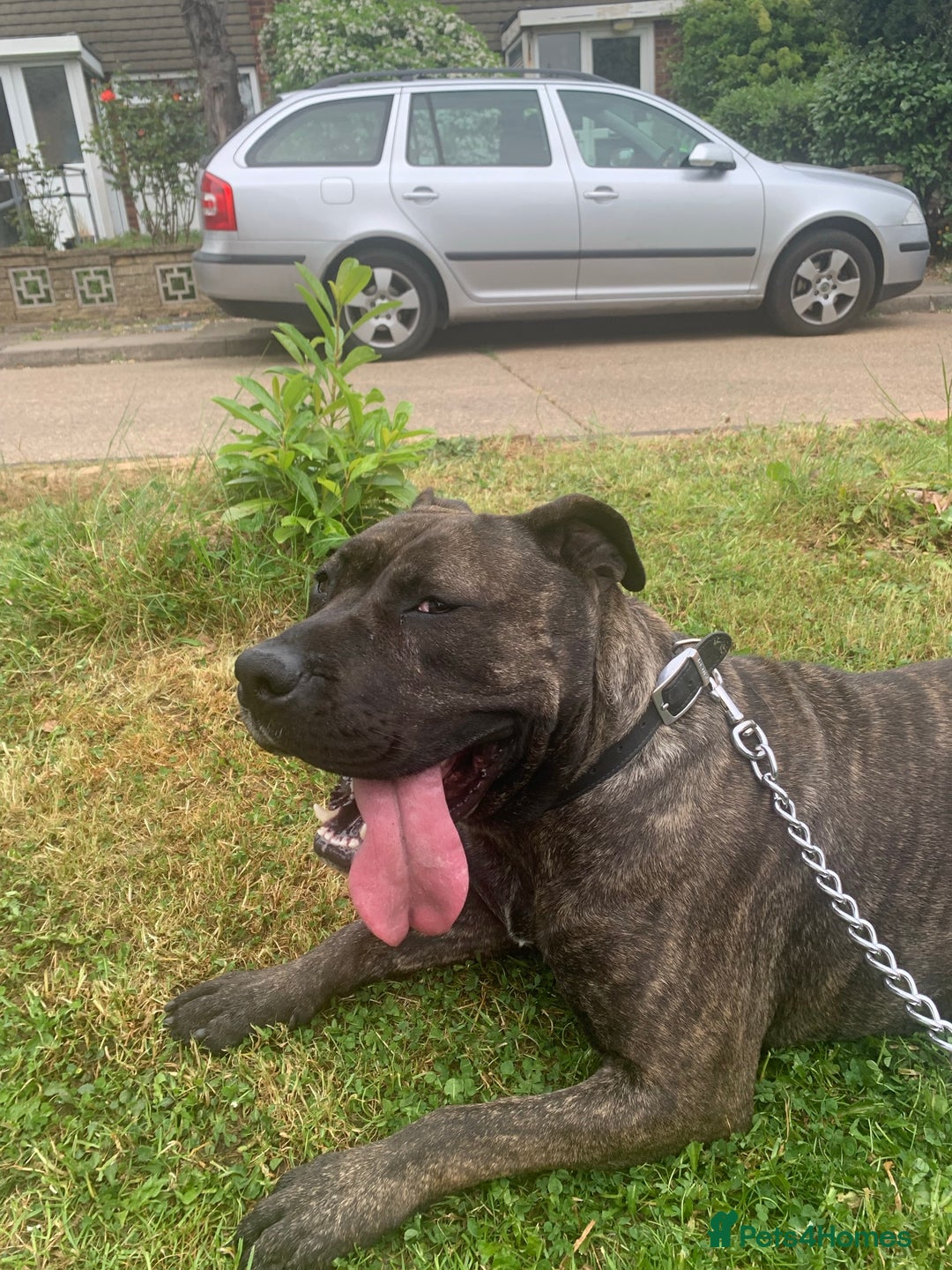 Presa Canario dogs for sale: 5 year old female presa canario  - Image 14