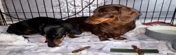 Miniature Dachshund dogs for sale: 2 x female mini dachshunds for sale in Glasgow - Advert 11