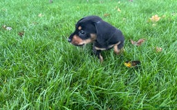 Mixed Breed dogs for sale: Dapple Shnoxy puppies for sale - Image 8