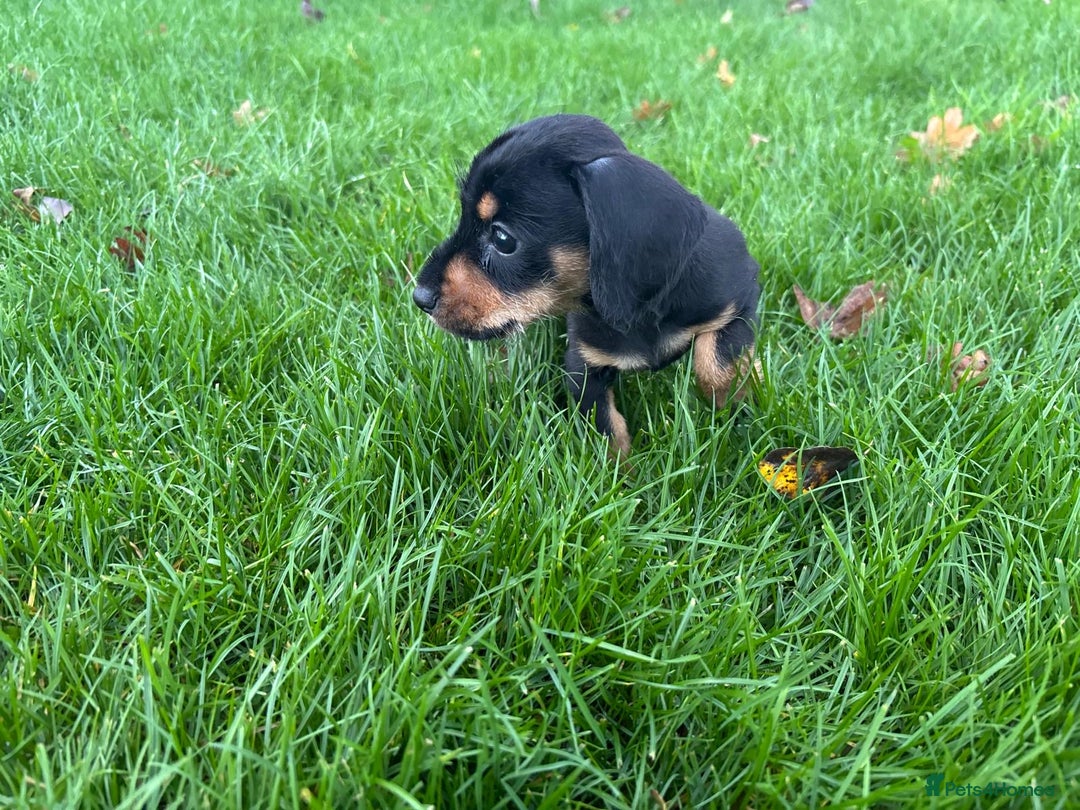 Mixed Breed dogs for sale: Dapple Shnoxy puppies for sale - Image 8