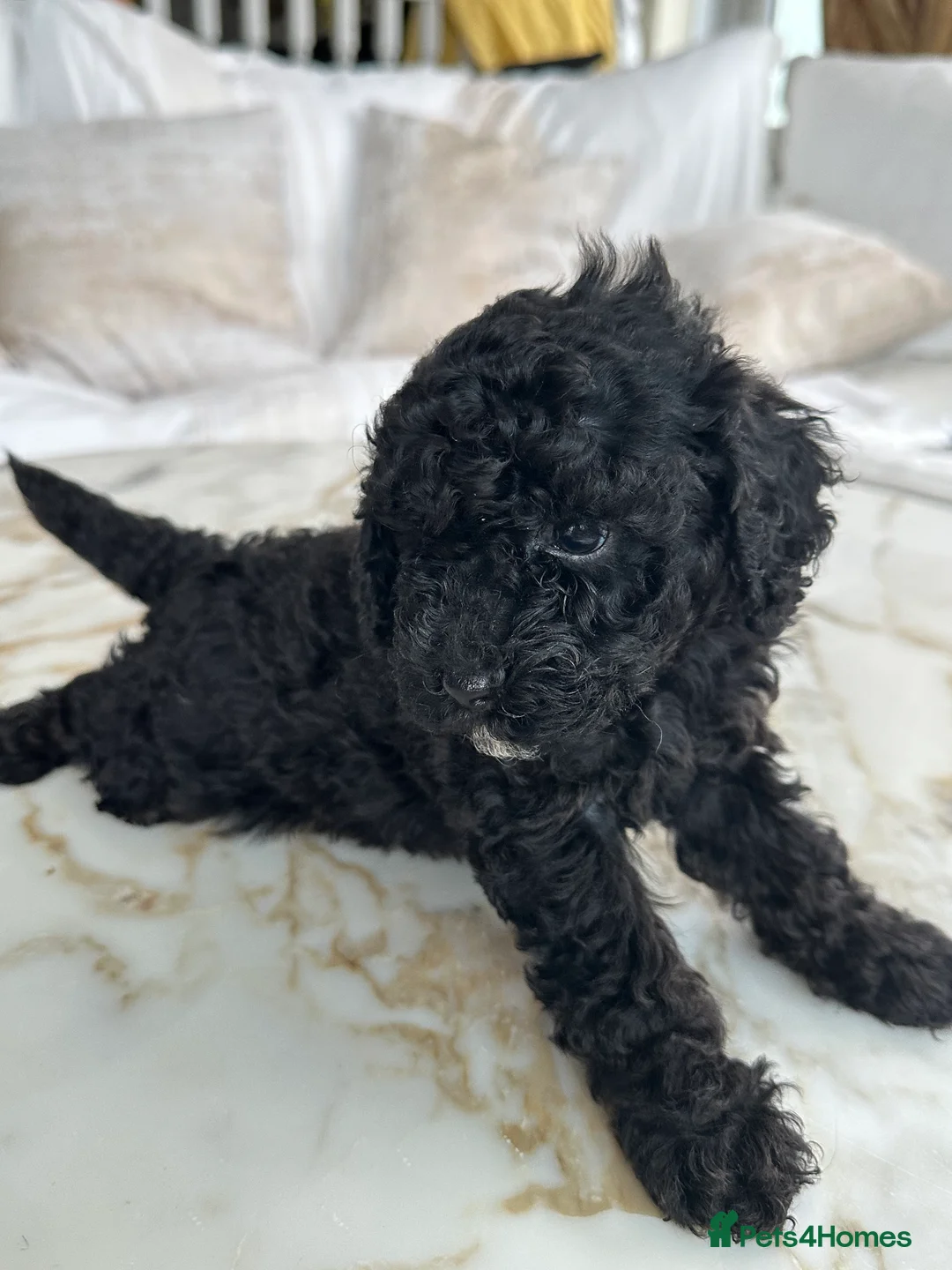Miniature Poodle dogs for sale: Pedigree club registered 3 Miniature poodles!  - Advert 10