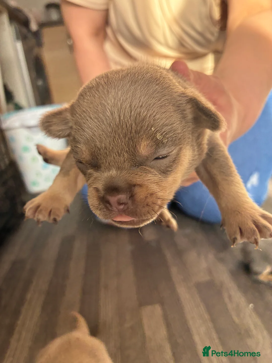 French Bulldog dogs for sale: French bulldog puppies  - Advert 2