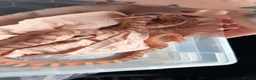 Corn Snake reptiles for sale: Female Scaleless Corn Snake  - Advert 5
