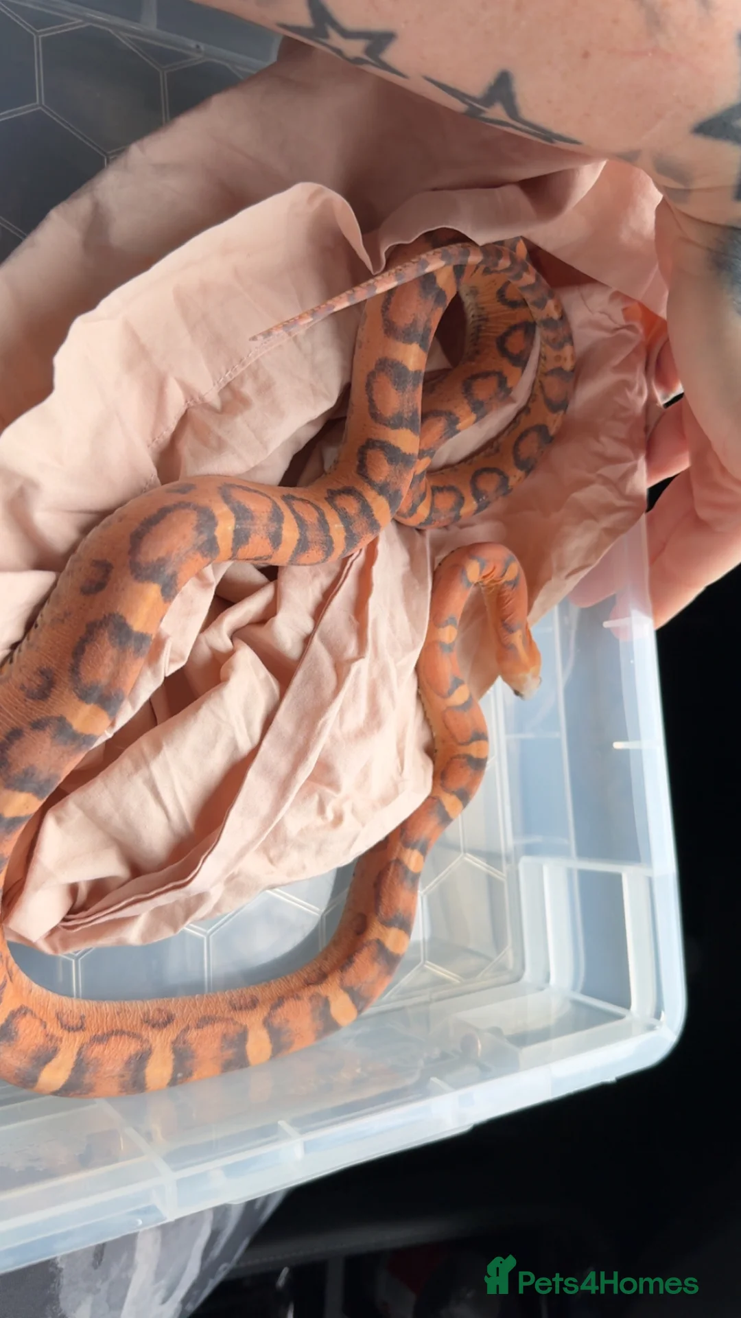 Corn Snake reptiles for sale: Female Scaleless Corn Snake  - Advert 5