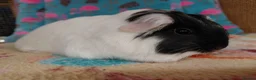 Guinea Pig rodents for sale: Baby Longhaired Sheltie Boars/Brothers RTR - Advert 8