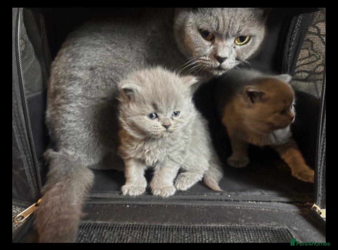 British Shorthair cats British blue shorthair kittens - Advert 2