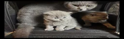 British Shorthair cats for sale: British blue shorthair kittens - Advert 1