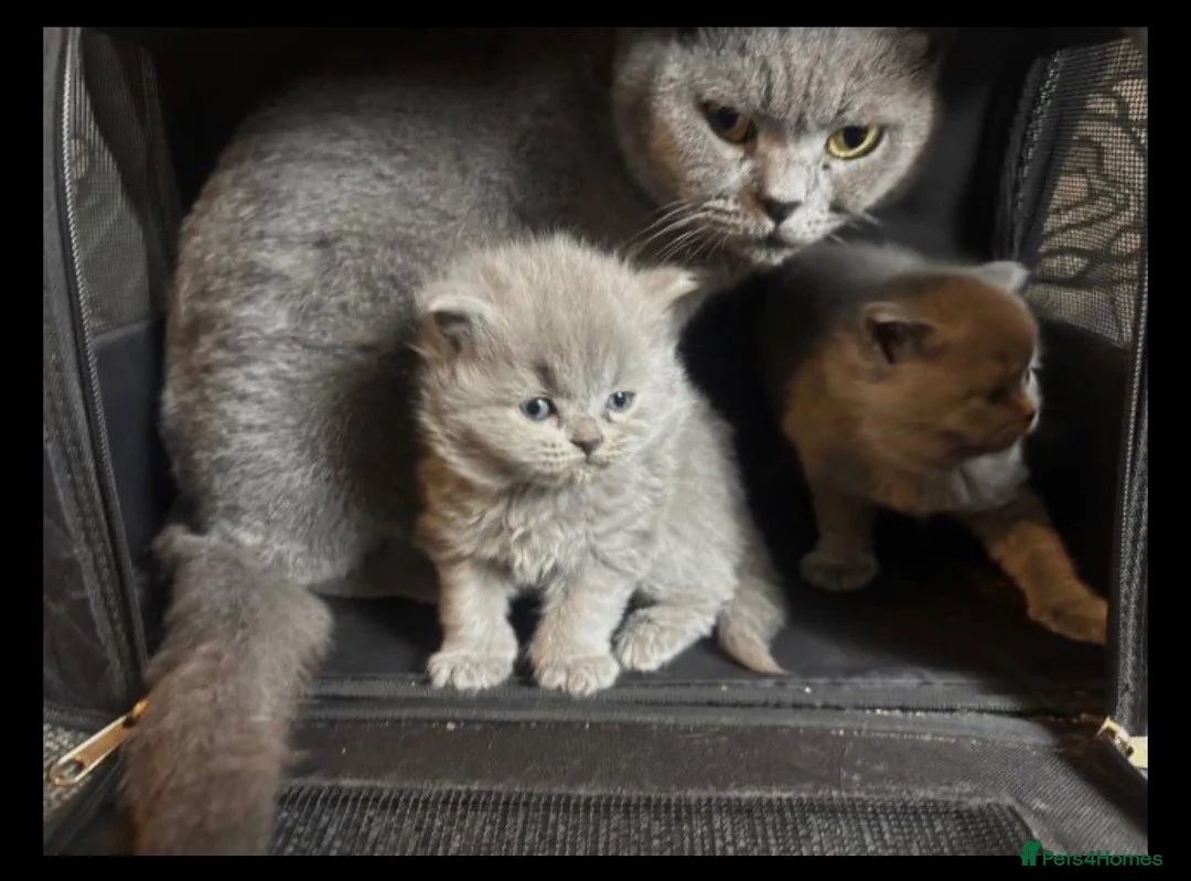 British Shorthair cats for sale: British blue shorthair kittens - Advert 1