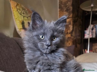 Maine Coon cats Pure Maine Coons – European Lines - Advert 1