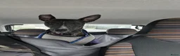 Lurcher dogs for adoption: Splash - Advert 6