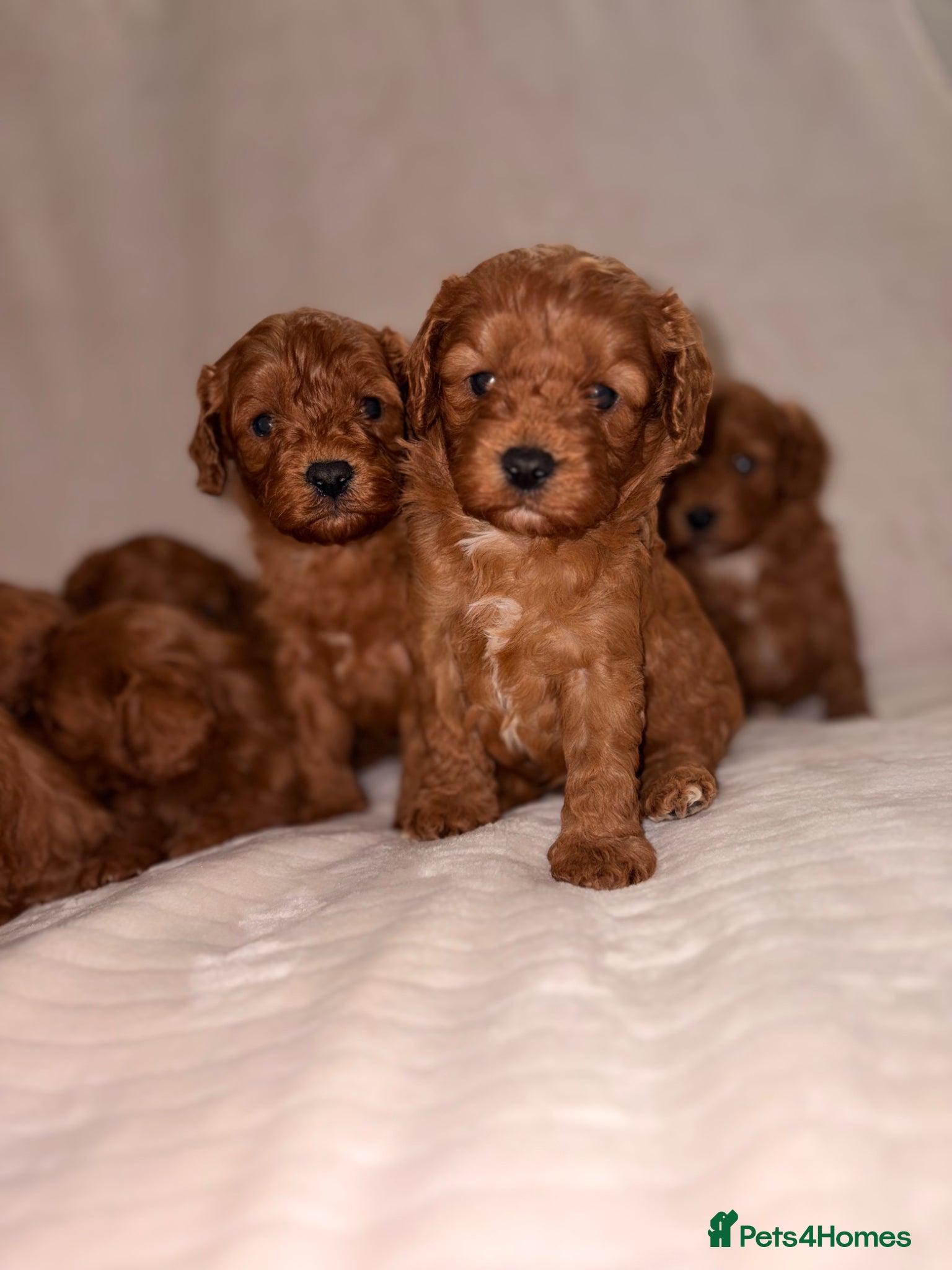 Cavapoo dogs 5⭐️ toy cavapoo puppy’s  - Advert 1