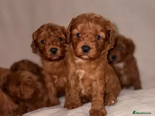 Cavapoo dogs 5⭐️ toy cavapoo puppy’s - Advert 1