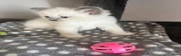 Ragdoll cats for sale: Adorable Gccf registered kittens  in Wakefield - Advert 24