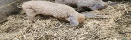 Pig livestock for sale: Manglista Piglets  - Advert 3