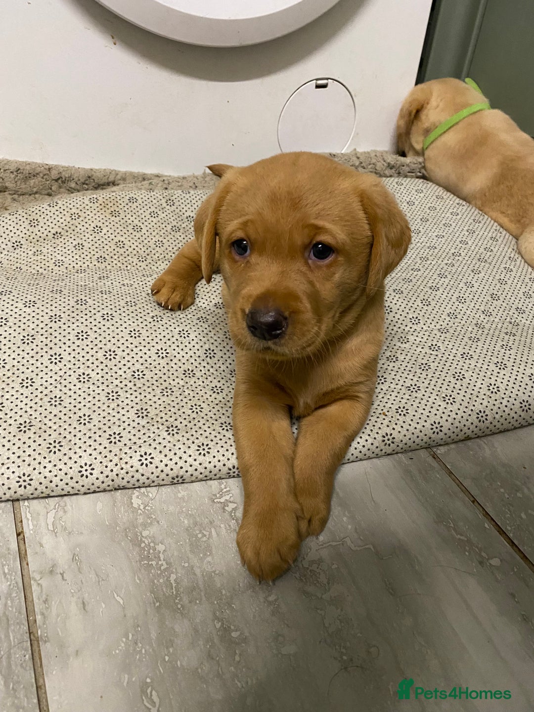 Labrador Retriever dogs for sale: Chuncky Labrador puppies - Advert 8