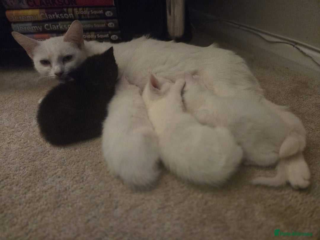 Mixed Breed cats for sale: 4 beautiful kittens ready in 2 weeks  - Image 5
