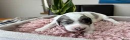Sproodle dogs for sale: ✨ Premium Rare Sproodle Puppies – Champion Lines ✨ - Advert 34