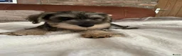 Miniature Schnauzer dogs for sale: pedigree miniature schnauzer boy  - Advert 3