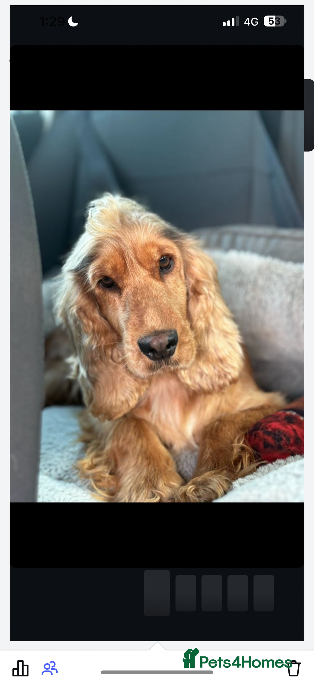 Cocker Spaniel dogs for sale: Outstanding  Kc registered show spaniels  in Doncaster - Image 25