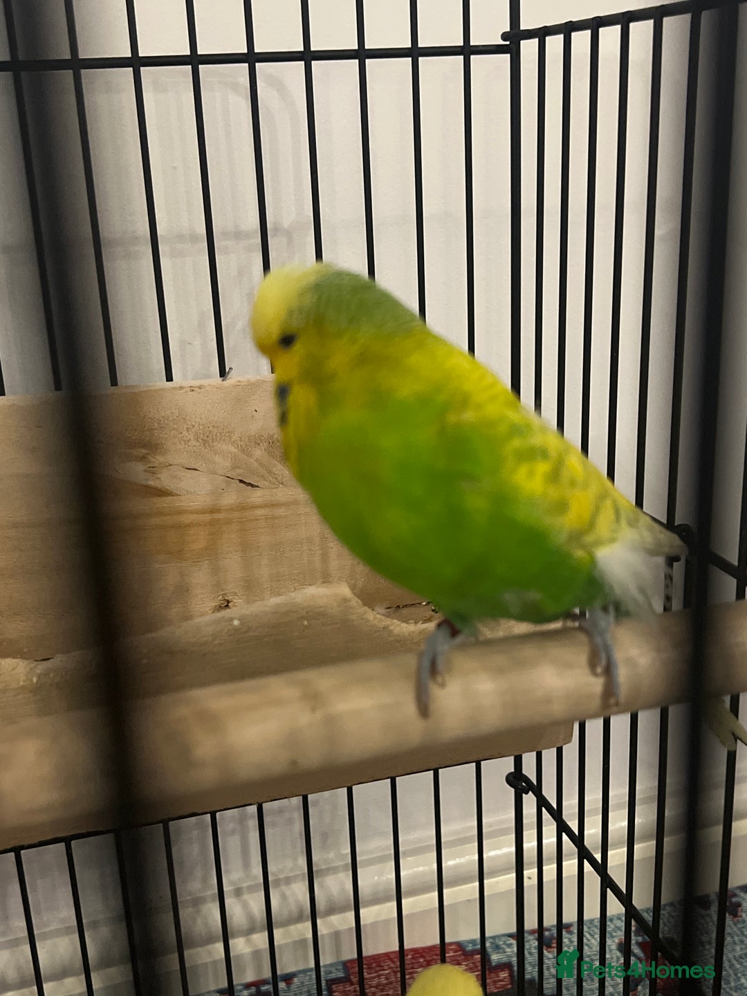 Budgerigars birds for sale: 3 budgies for sale - Advert 2