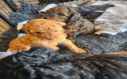 Miniature Poodle dogs for sale: Beautiful Health Tested Poodles - Advert 9