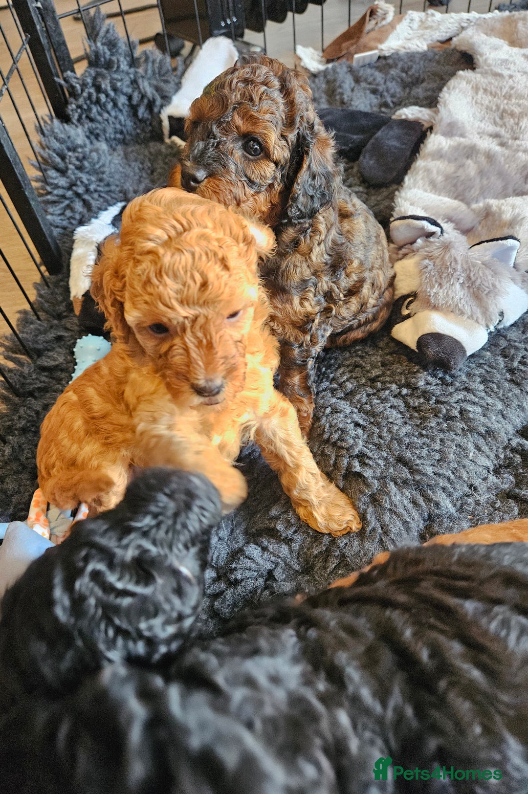 Miniature Poodle dogs for sale: Beautiful Health Tested Poodles - Advert 9