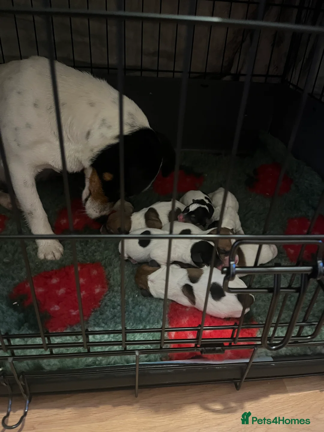 Jack Russell dogs for sale: Jack Russell - Advert 2