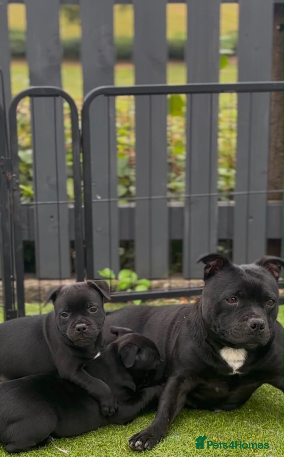 Staffordshire Bull Terrier dogs Kc reg Quality traditional sbt puppies - Advert 1