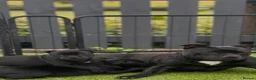 Staffordshire Bull Terrier dogs for sale: Kc reg Quality traditional sbt puppies - Advert 1