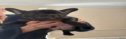 French Bulldog dogs for sale: stunning french bulldogs - Advert 23