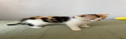 Mixed Breed cats for sale: Last Available Kitten Looking for Forever Home - Advert 9