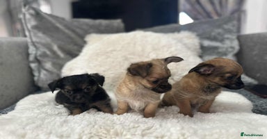 Chihuahua dogs - Advert 7