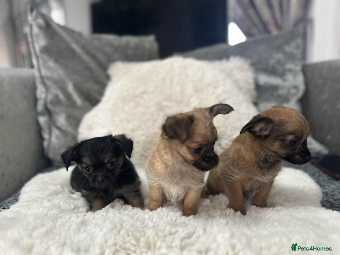 Chihuahua dogs for sale: chihuahua puppies - Image 2