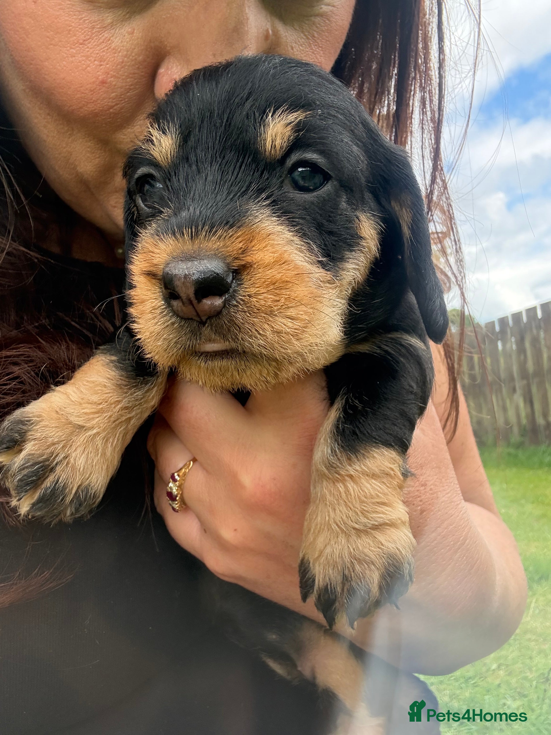 Dachshund dogs KC Registered wirehaired dachshund teckel puppies - Advert 2