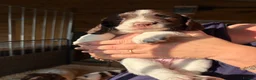 English Springer Spaniel dogs for sale: KC Springer Spaniel Pups - Advert 8