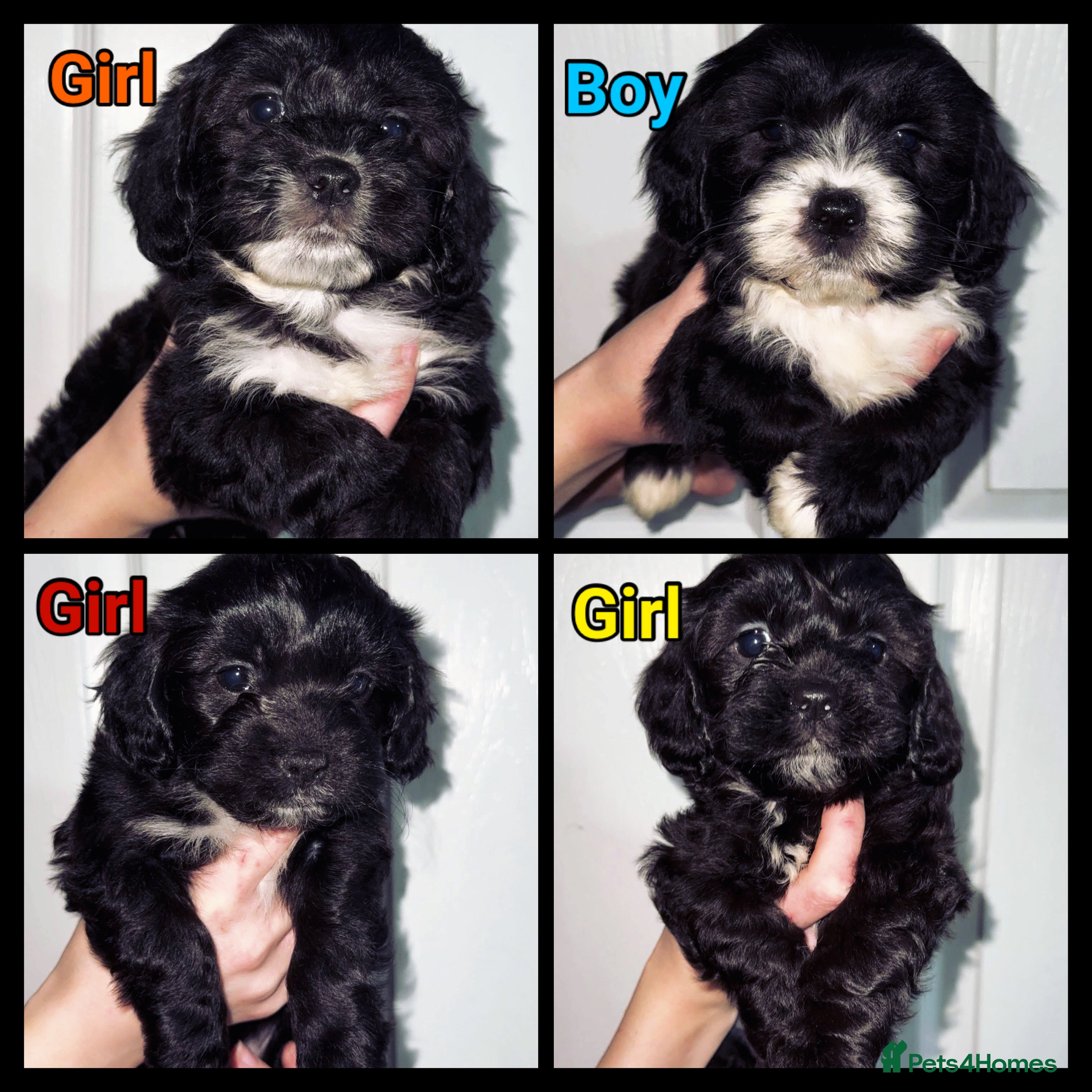 Mixed Breed dogs Stunning Sproodle x Shih Tzu pups ready 26/1 - Advert 18