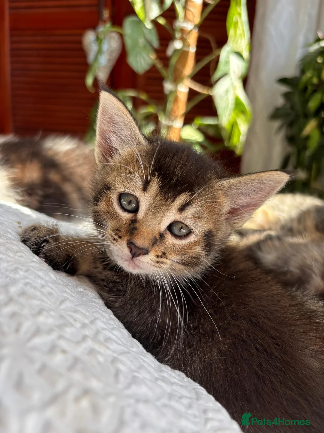Maine Coon cats for sale: Maine Coon kittens ready to go  - Advert 20