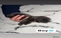 Chow Chow dogs for sale: Chow chow puppies - Image 8