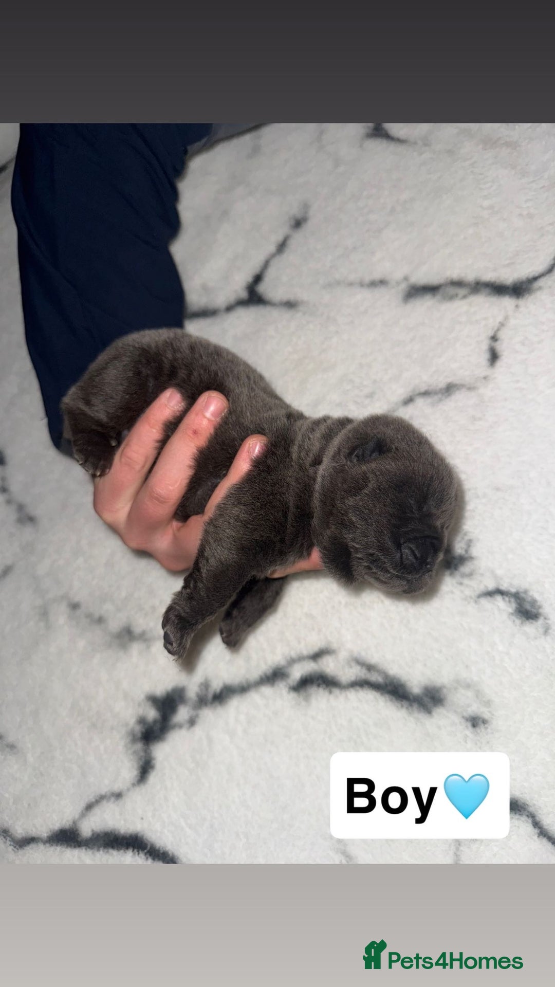 Chow Chow dogs for sale: Chow chow puppies - Image 8